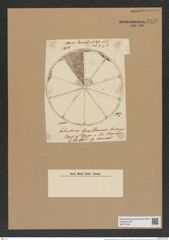 Aulacodiscus gevilleanus Norm. (de-Toni-Nr.: Genus 182, Species 4507) Zeichnungen Sammlung Grunow Nr. 8079 (NHMW-BOT-W0377406)